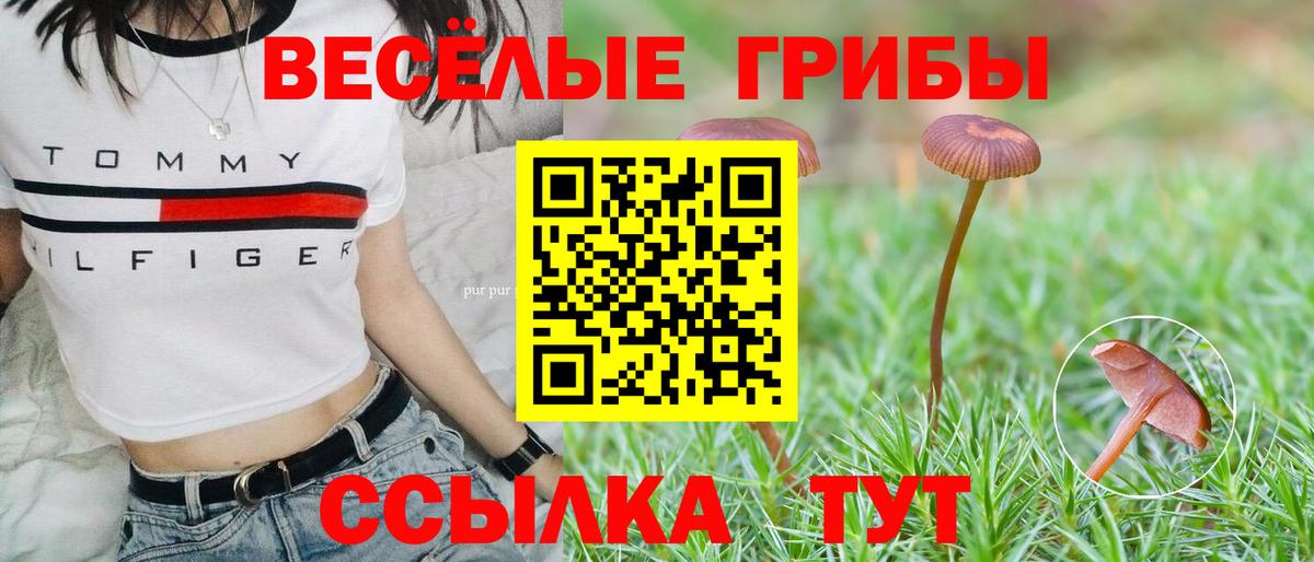 Галлюциногенные грибы Psilocybine cubensis Барабинск